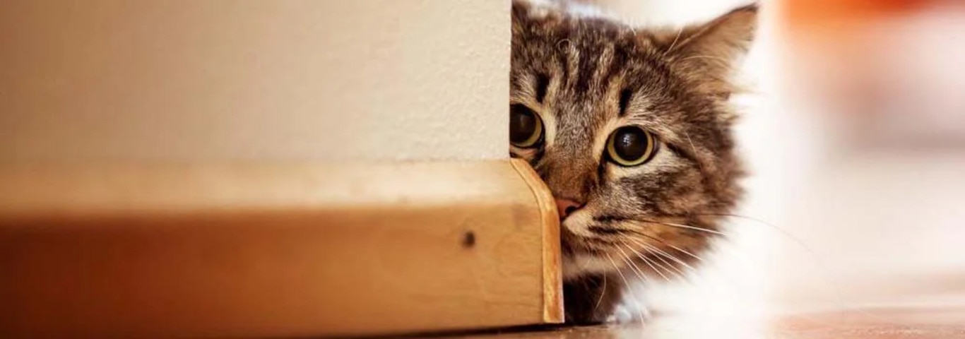 Foto van een Noorse Boskat