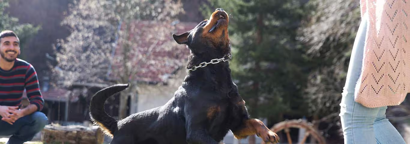 Foto van een Rottweiler-hond