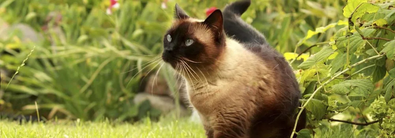 Foto van een Siamese kat
