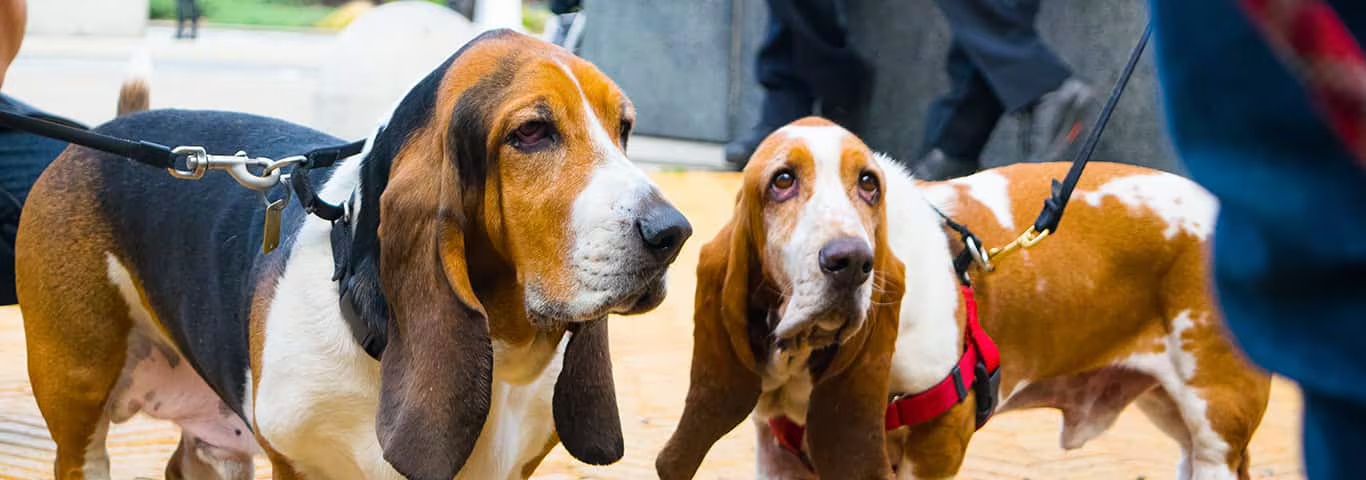 Foto van een Basset Hound-hond