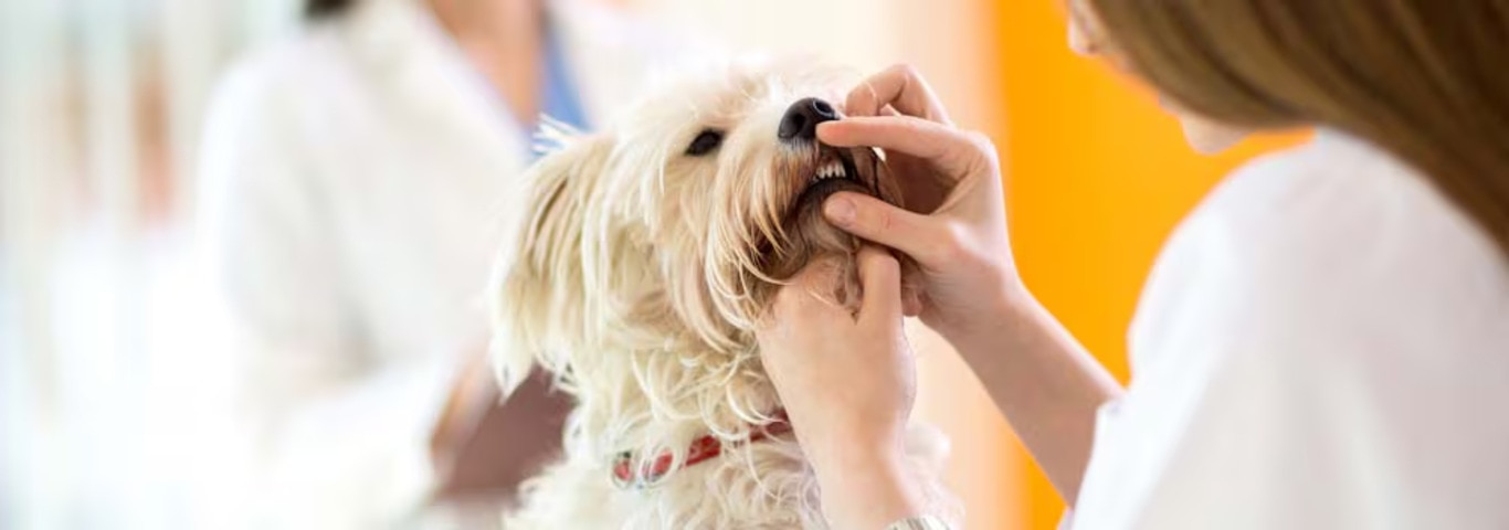 Foto van een Maltezer hond