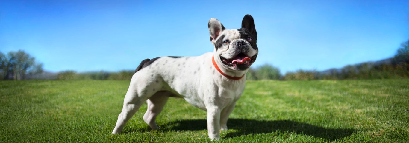 Foto van een Franse Bulldog-hond