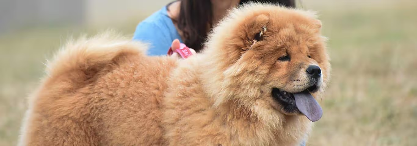 Foto van een Chow Chow-hond