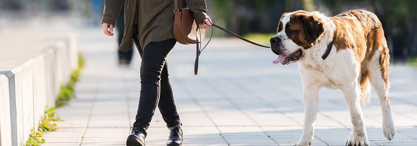 Foto van een Sint-Bernardhond