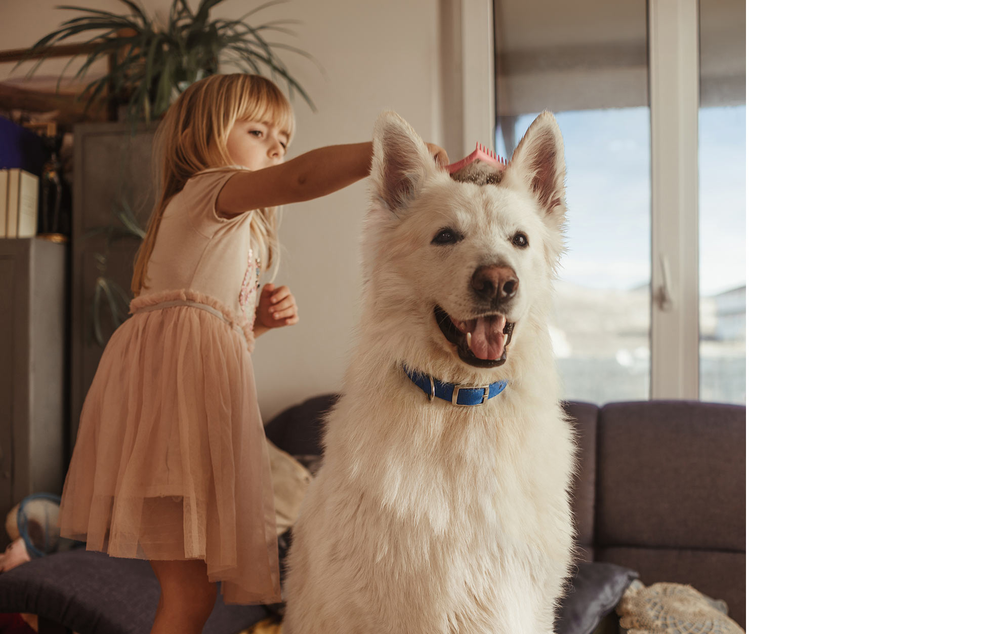 Klein meisje dat een grote witte hond borstelt