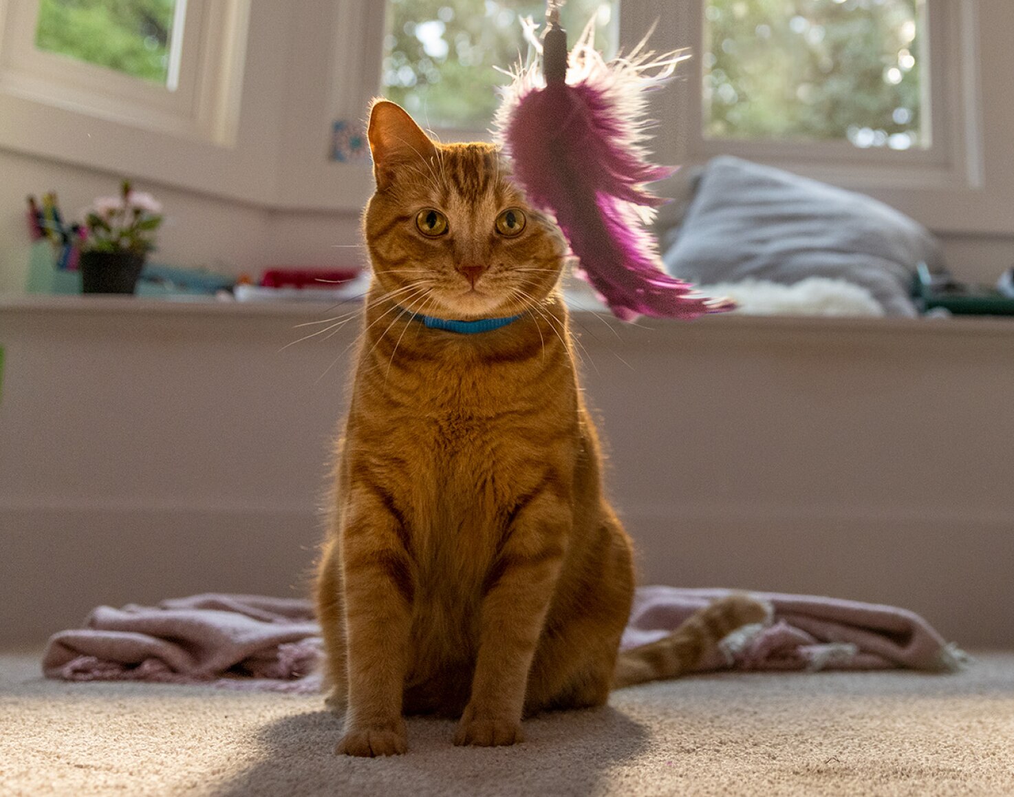 A cat looking at a dangling toy