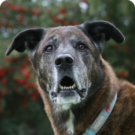 A dog looks confused