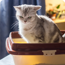 A cat popping in the litter box
