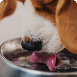 A dog is drinking water from a bowl