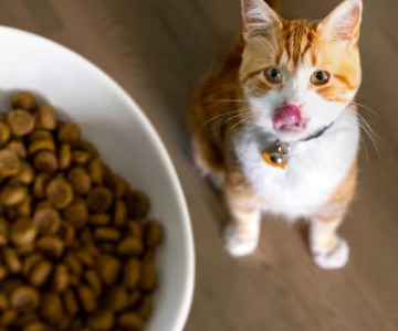 A brown white cat looks up to a bowl of dry cat food 