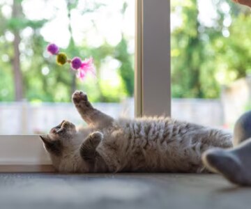 A grey cat lying next to a window looking at a cat toy