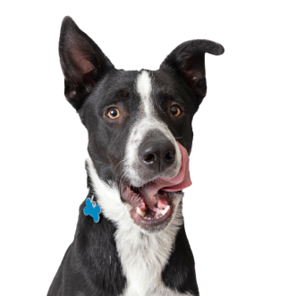 hond likt zijn lippen