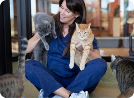 Vet nurse holding two cats, one grey and one orange