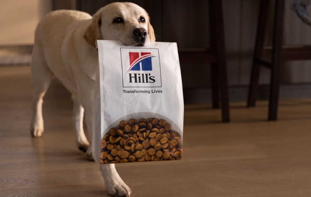 Dog walking with Hill's food
