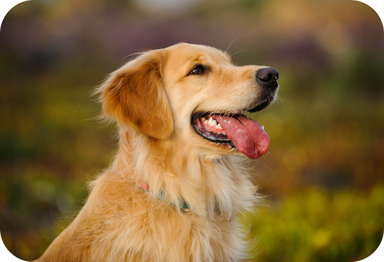 Middelgroot ras 11-25 kg