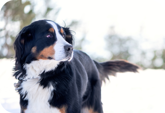 Groot ras Meer dan 25 kg