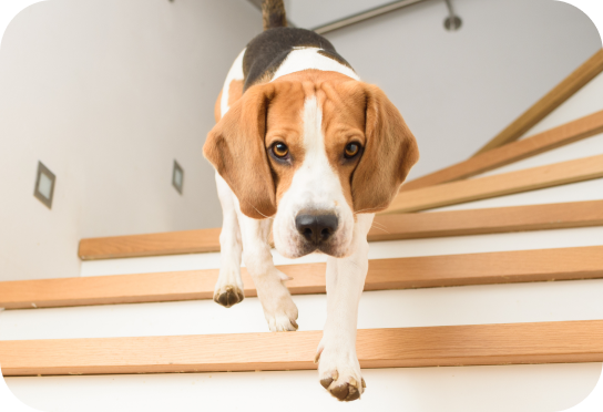 Klein/dwergras Tot 10 kg