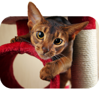 Een afbeelding van een kat om aan te geven dat u een kat als huisdier heeft.