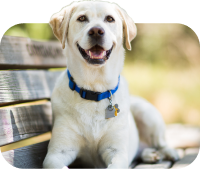 Een afbeelding van een hond om aan te geven dat u een hond als huisdier heeft.