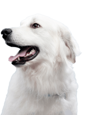 witte hond met een blauwe halsband