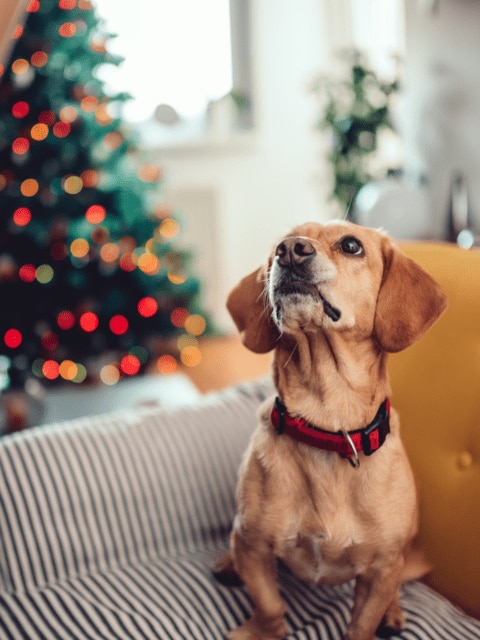 hond op de bank kijkt omhoog