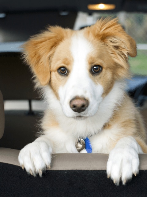 Puppy in de auto kijkt terug
