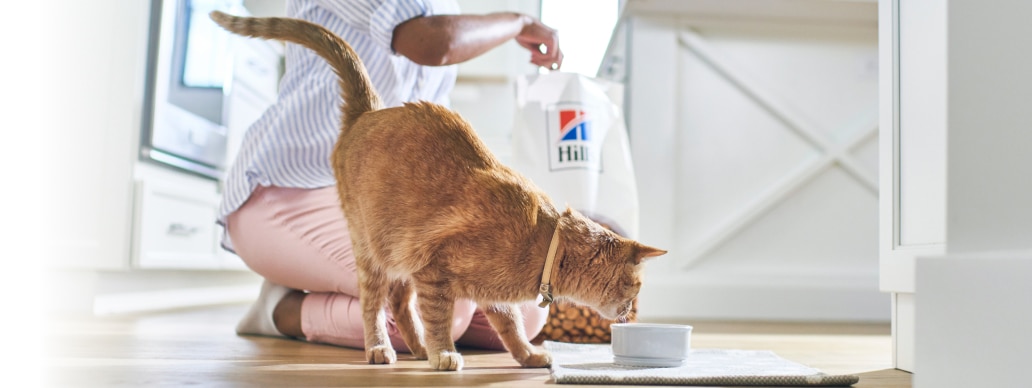 Kat eet Hill's dierenvoer