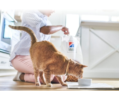 Kat eet Hill's dierenvoer