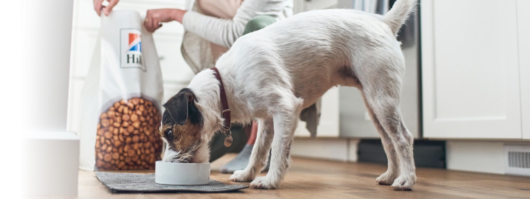 hond eet Hill's voer