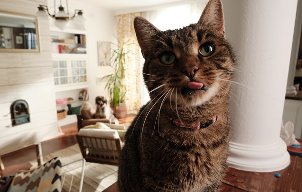 Kat wacht op haar voer