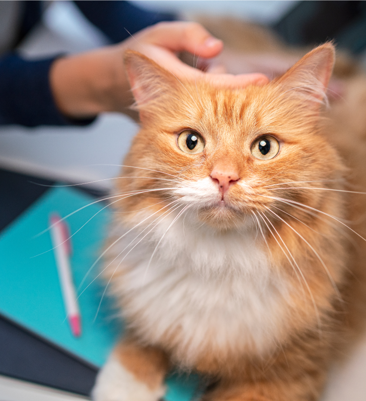 oranje kat kijkt omhoog terwijl hij wordt geaaid