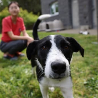 Hond buiten voor een meisje